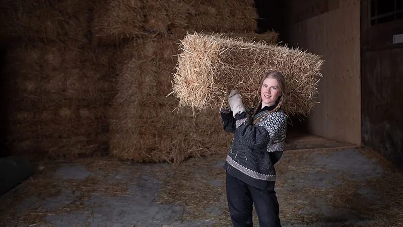 hippilande-tilakauppa